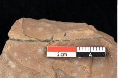 Foto (Detailsansicht) von Quercus palaeoilex Ettingshausen (NHMW-GEO-2024-0188-0845)